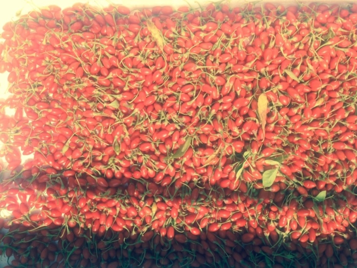 Mini Guava sadnice