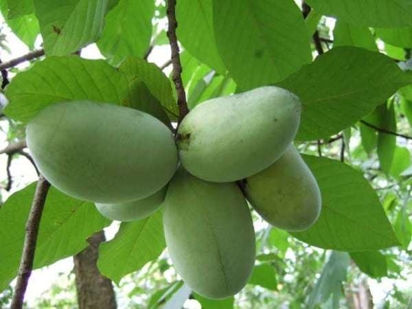 Indijanska banana - ASIMINA TRILOBA cijepljena 3-4 god u rod 2-3 god, zbog oprašivanja potrebno je uzeti min. 2kom