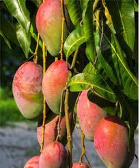 Sadnica Mango