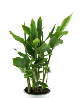 sadnica CIMETA